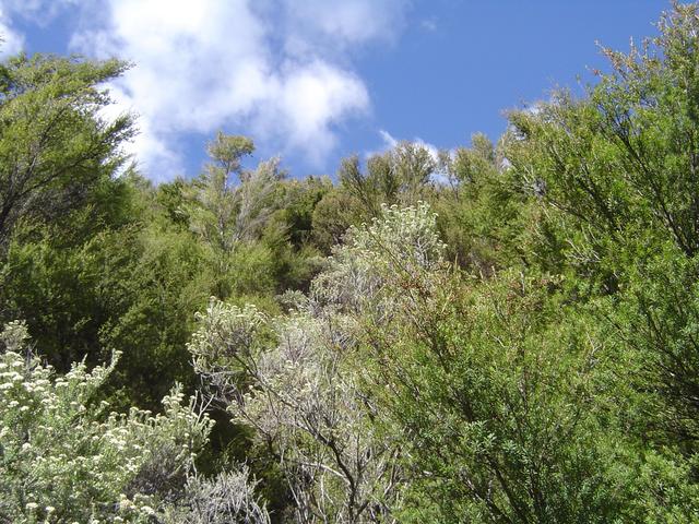 East view from the Confluence