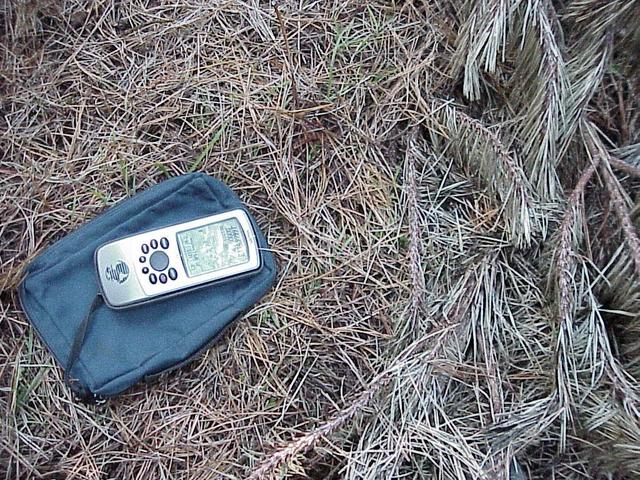 Ground cover at the confluence showing pinus radiata needles.