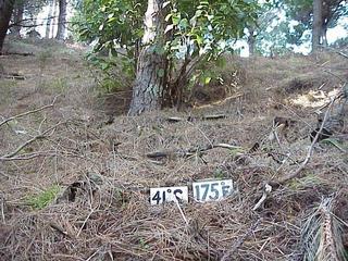 #1: Confluence site in pinus radiata forest.