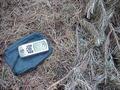 #9: Ground cover at the confluence showing pinus radiata needles.