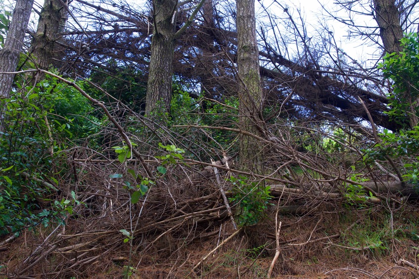 View East (up the steep slope, towards a barrier of downed trees)