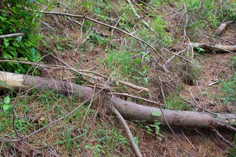 #1: The confluence point lies on a steep slope, within a patch of pine forest