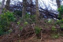 #3: View East (up the steep slope, towards a barrier of downed trees)