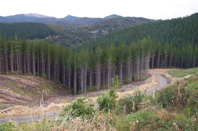 A brand new road straight to the confluence point.