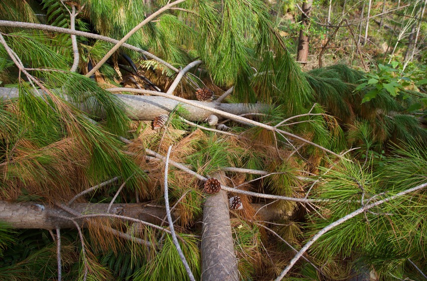 The confluence point lies on a steep slope, among recently downed trees