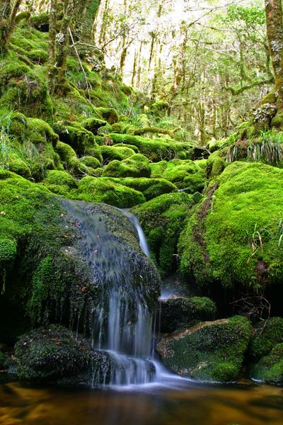 Mossy forest and creek few hundred meters from the confluence