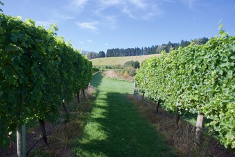 #1: The confluence point lies between two rows of grapevines, in a vineyard. (This is also a view to the North.)
