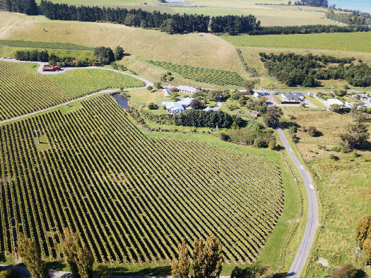 #1: The confluence point lies within rows of grapevines, in the centre of this photo