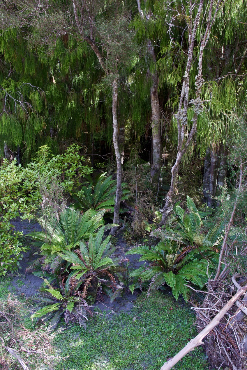 Ground cover at the confluence point