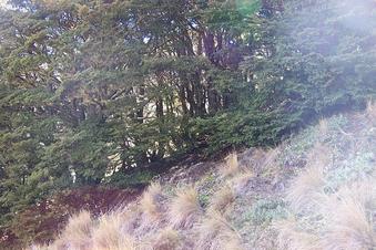 #1: Looking west, into the small stand of trees, in which the confluence is located.