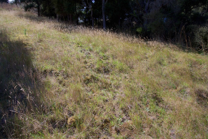 The confluence point lies on a steep, grassy slope - with patches of bush on each side