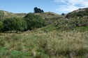 #10: A large patch of native Toetoe grass, growing near the road, less than 500 m from the point