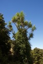 #11: The prominent (vine-covered) Cabbage Tree, just southeast of the point