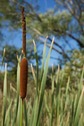 #12: Bullrush growing in a marshy area, just south of the point
