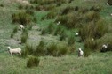 #9: Sheep grazing in another farm field near the point