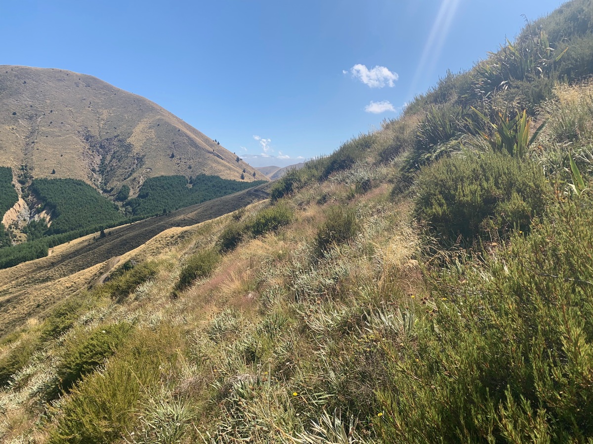 The confluence point lies on a steep, tussock-covered hillside. (This is also a view to the West.)