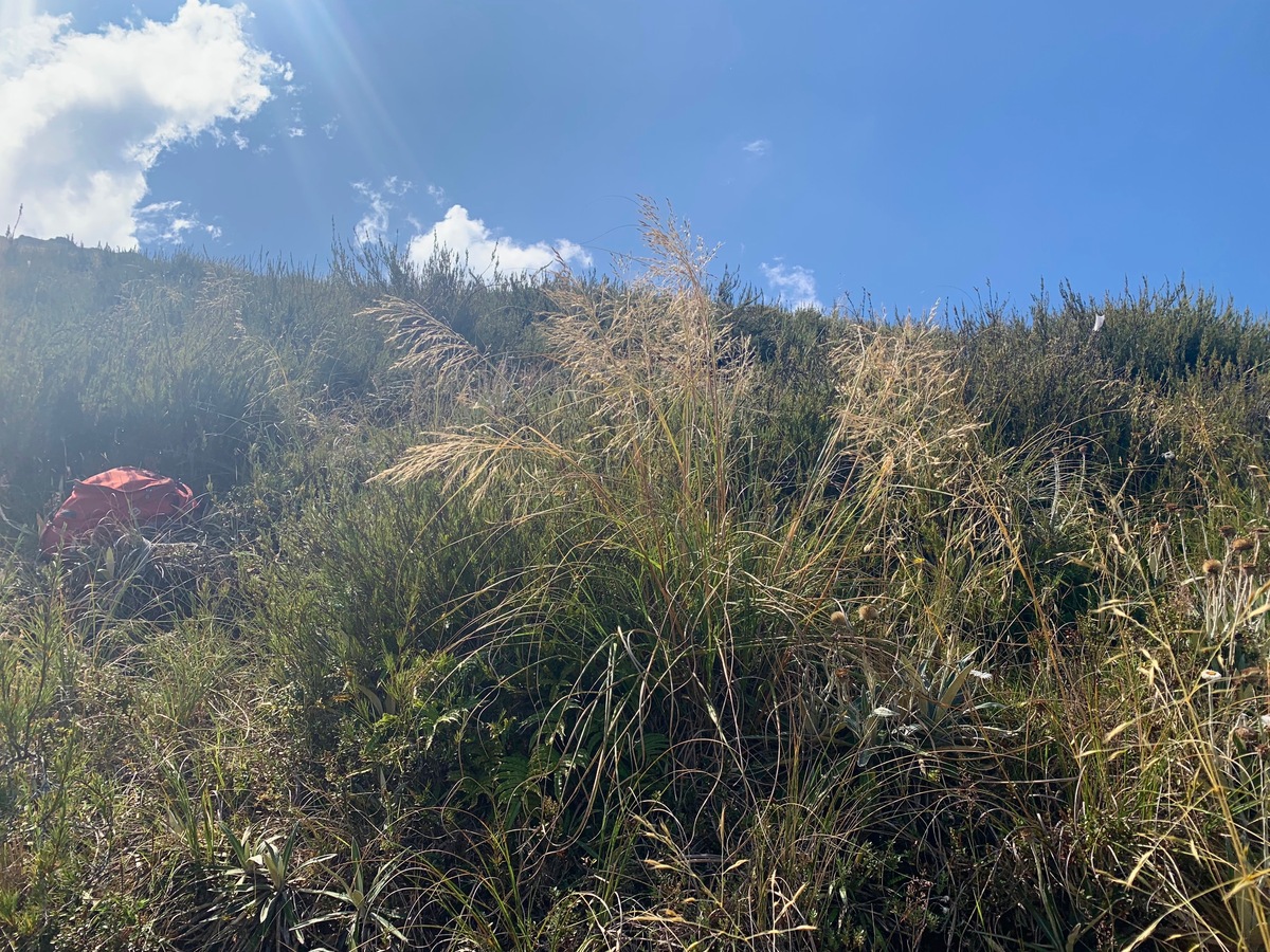 View North (up the steep hillside)