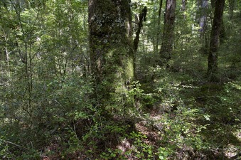 #1: The confluence point lies within a beautiful beech forest, next to this large tree