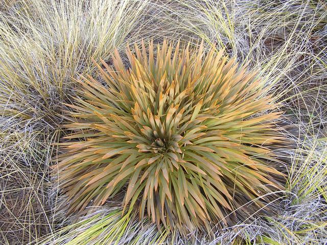 Spaniard plant.  Murray once planted his face in one and lived to tell the tale.