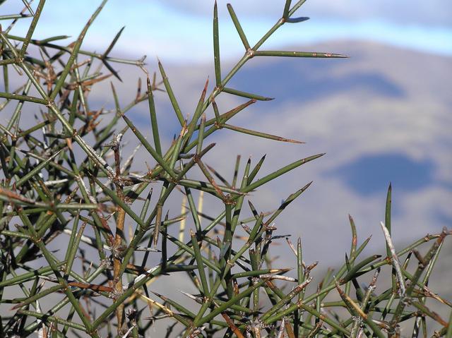 Thorns from a matagouri plant on the trail to the confluence.