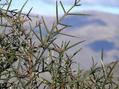 #7: Thorns from a matagouri plant on the trail to the confluence.