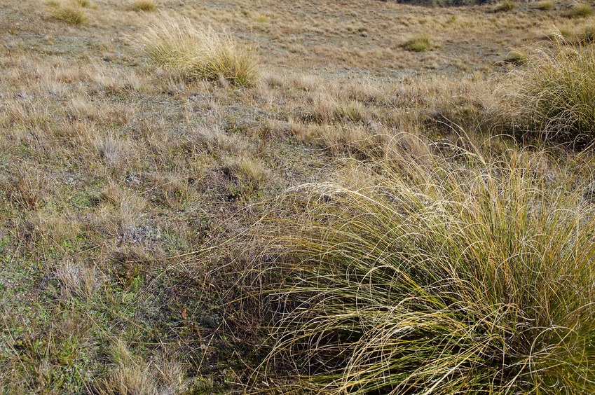 The confluence point lies in a flat patch of tussock grass
