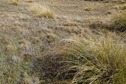 #5: The confluence point lies in a flat patch of tussock grass