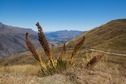#9: This spiky native plant (called “Spaniard” or “Speargrass”) was growing in several places along the route
