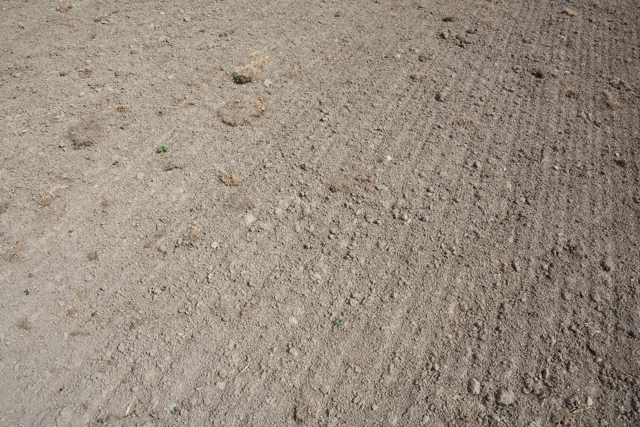 Ground cover at the confluence point