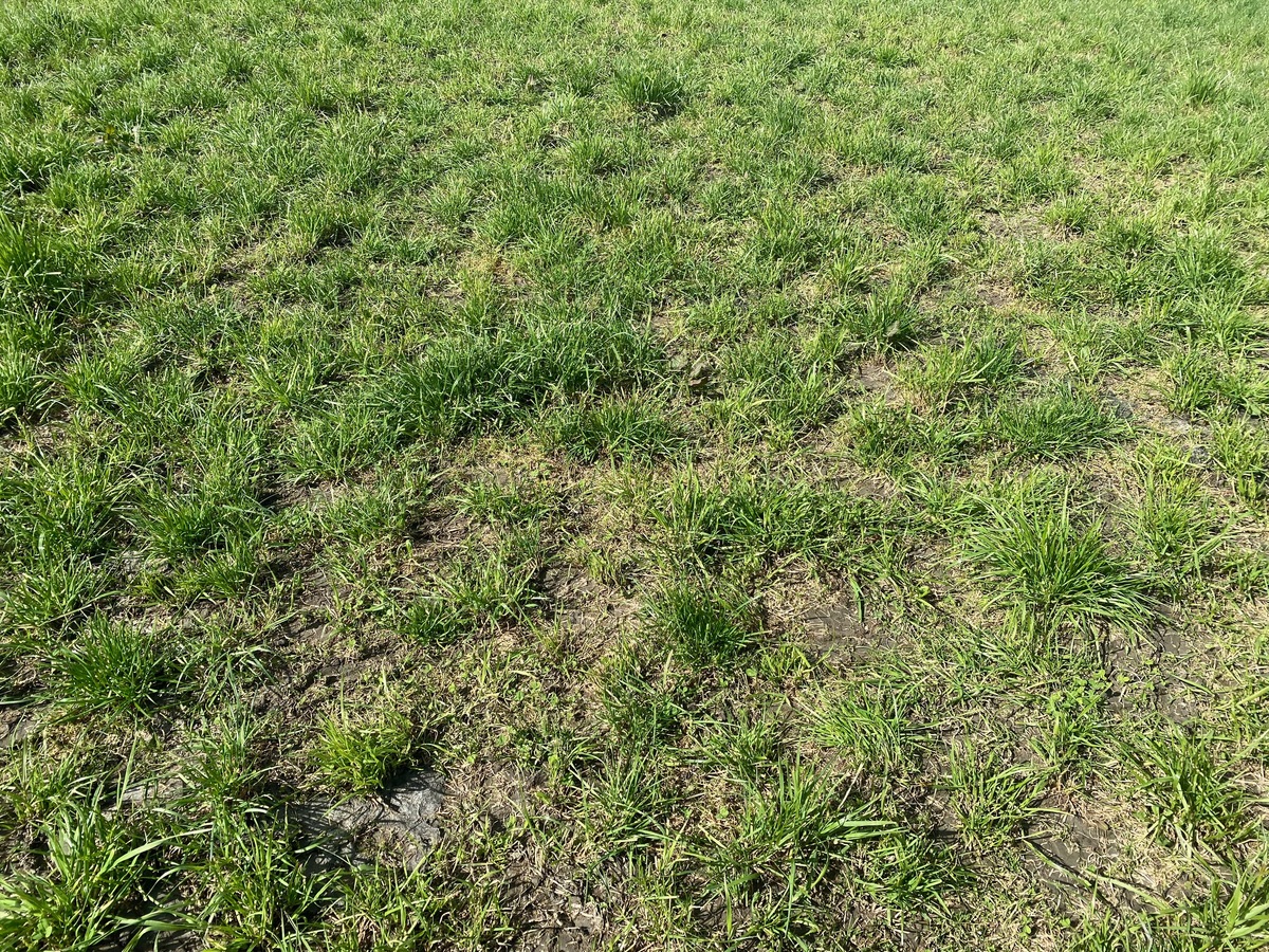 Ground cover at the confluence point