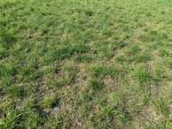 #5: Ground cover at the confluence point