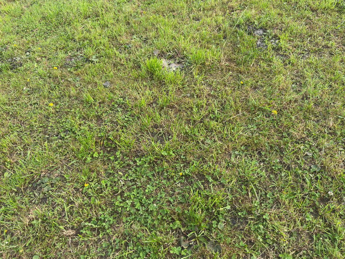 Ground cover at the confluence point
