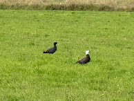 #7: A pair of paradise shelducks (left: male; right: female) near the point