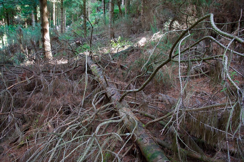 The confluence point lies just 40m inside a patch of dense commercial pine forest