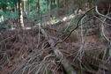 #5: The confluence point lies just 40m inside a patch of dense commercial pine forest