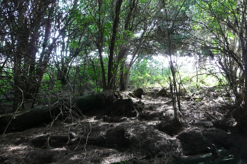 Inside the forest at ground zero