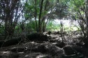 #7: Inside the forest at ground zero