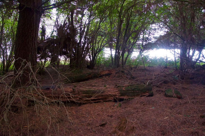 View North (towards the farm field, 20 m away)