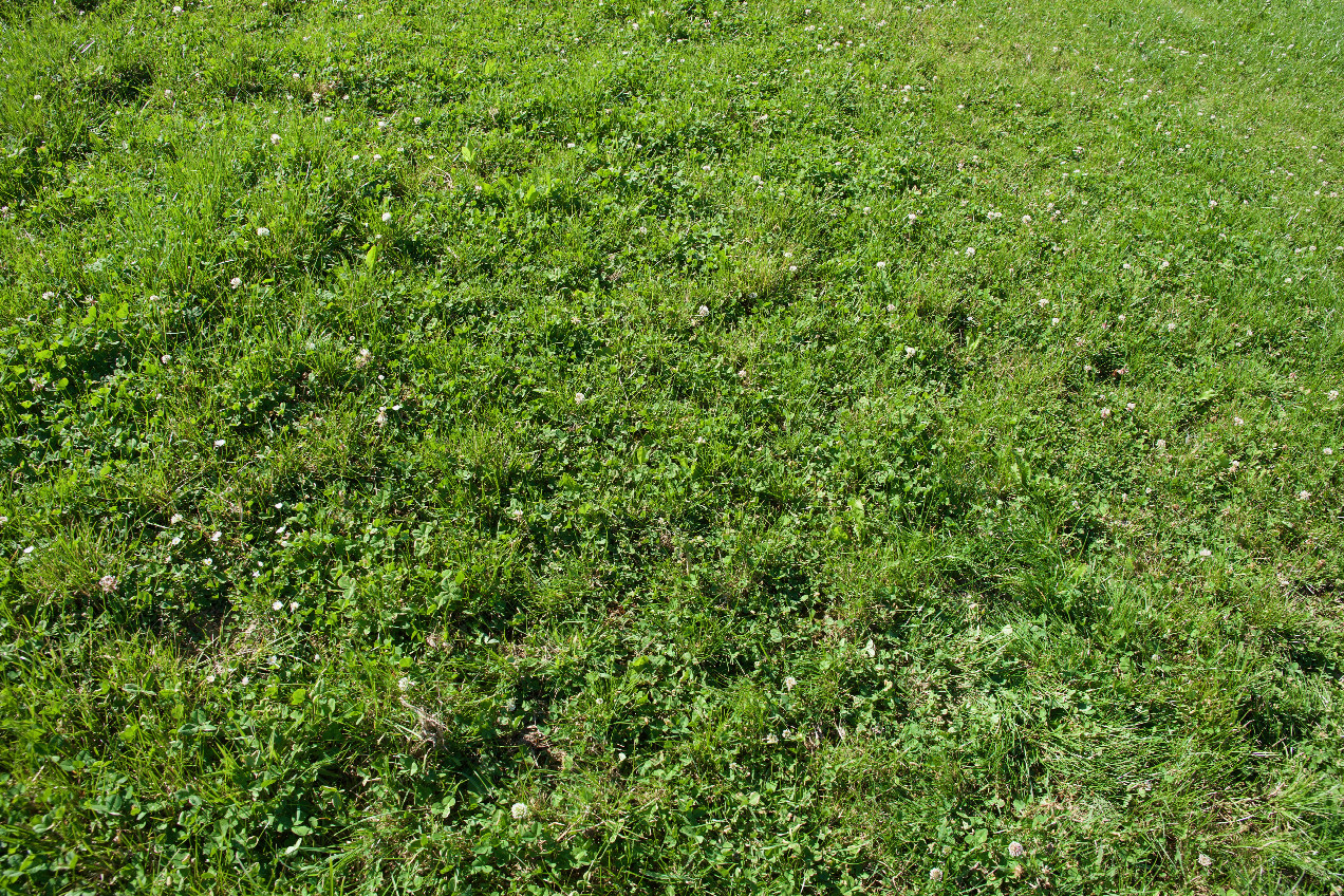 Ground cover at the confluence point