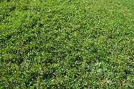 #5: Ground cover at the confluence point