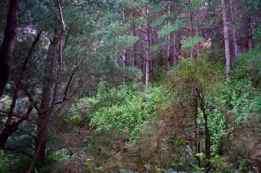 View North (towards a nearby creek)