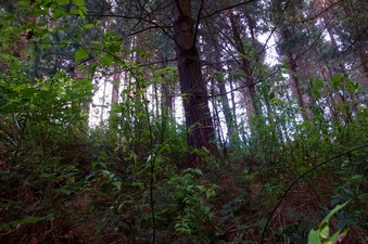 #1: View South (up the slope, towards a forestry road 50 m away)