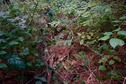 #5: The confluence point lies on a slope in a commercial forest, with blackberry vines all around