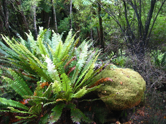 Forest near the Confluence