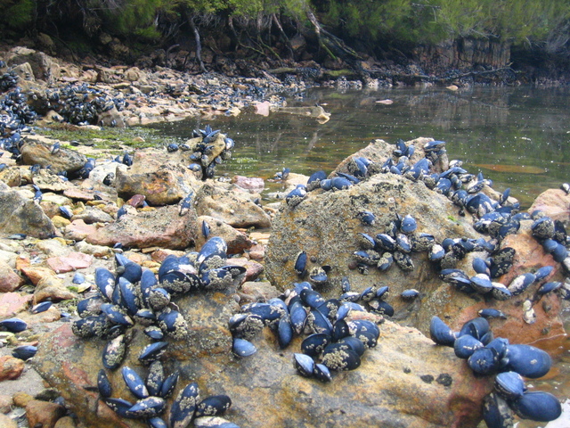 Blue Mussels at Low Tide