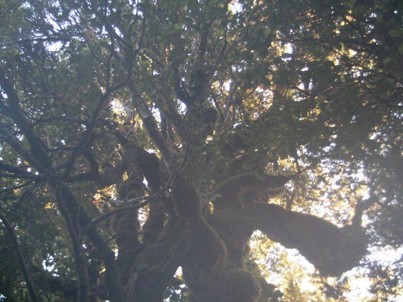 A large, old, moss-covered Rata tree