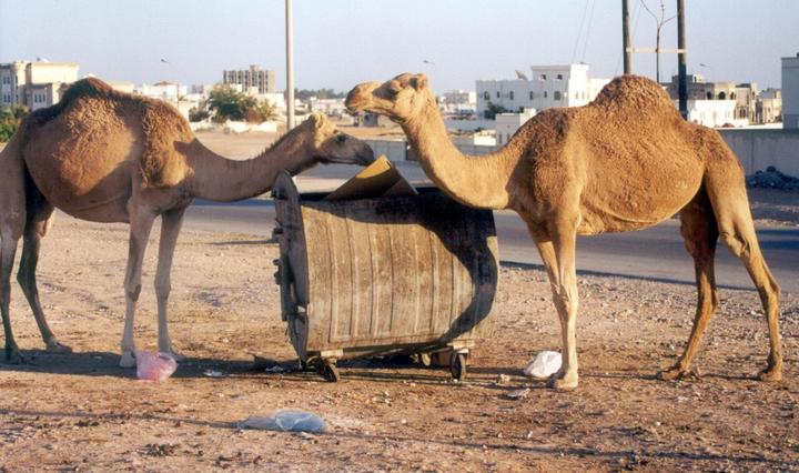 Urban camels foraging