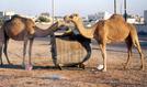 #4: Urban camels foraging
