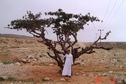 #7: Lubān tree