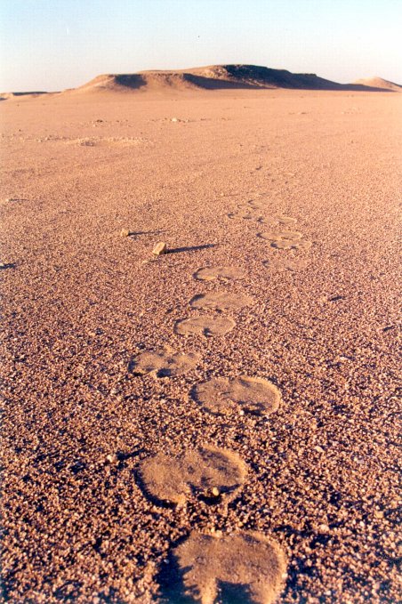 The view north with the camel track and hills as a backdrop